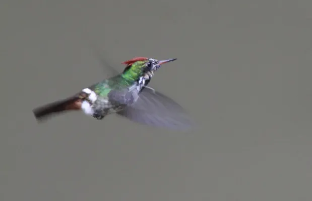 File:Frilled Coquette (Lophornis magnificus).jpg