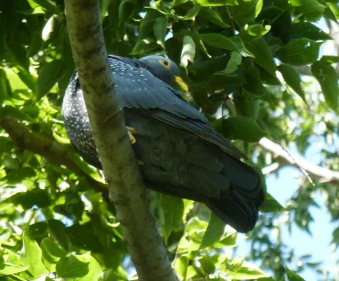 File:Columba arquatrix, b, Uniegeboutuine.jpg