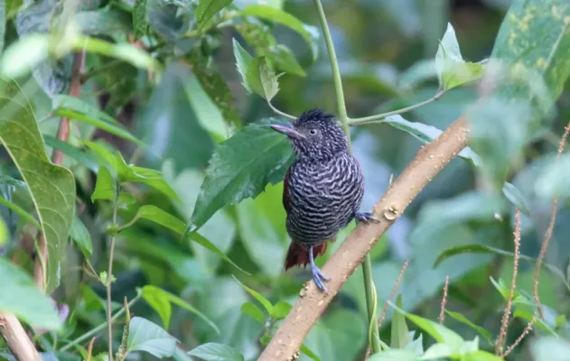 File:Chestnut-backed Antshrike (Thamnophilus palliatus).jpg