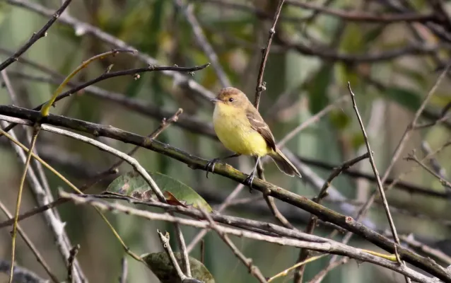 File:Warbling Doradito (Pseudocolopteryx flaviventris).jpg