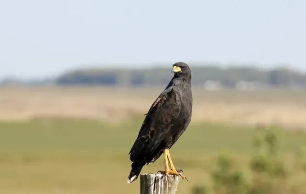 File:Great Black Hawk (Buteogallus urubitinga).jpg