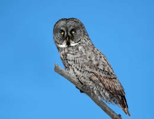 File:Strix nebulosa CT.jpg