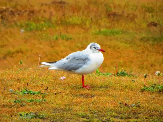 File:Brown-hooded Gull (Chroicocephalus maculipennis), adult winter, Torres del Paine.jpg