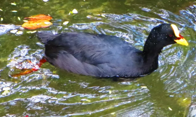 File:Red-gartered Coot (Fulica armillata).jpg