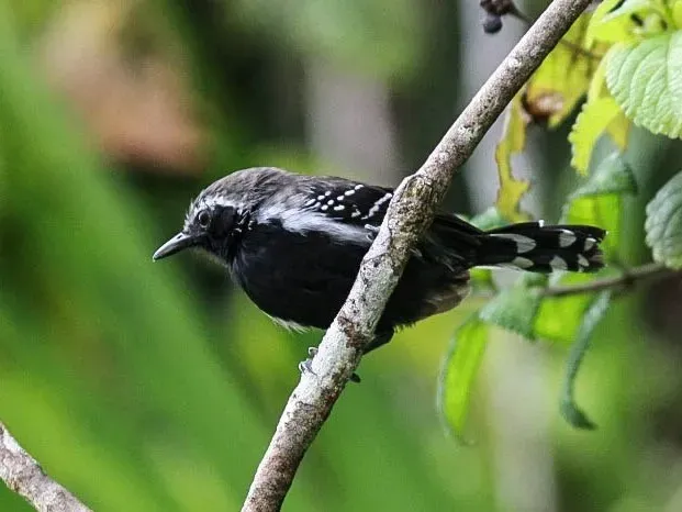 File:White-fringed Antwren (Formicivora grisea).JPG