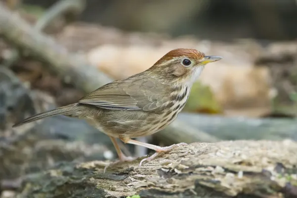 File:Pellorneum ruficeps - Khao Yai.jpg