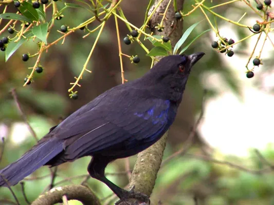 File:Myophonus insularis.jpg