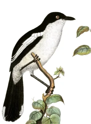 File:Laniarius bicolor sticturus.jpg