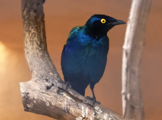 File:Lamprotornis purpureus purpureus IMG 8348 Africa WC.JPG
