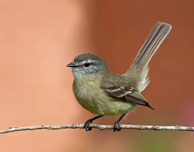 File:PIOLHINHO (Phyllomyias fasciatus).jpg