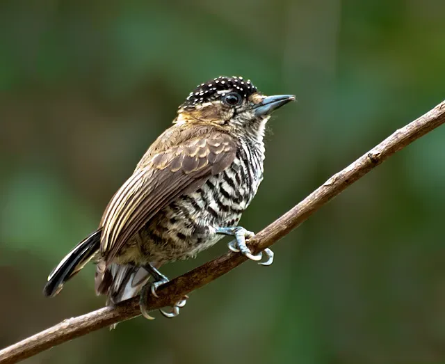 File:PICA-PAU-ANÃO-DE-COLEIRA (Picumnus cirratus ).jpg