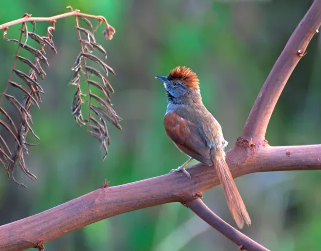 File:PETRIM (Synallaxis frontalis ).jpg