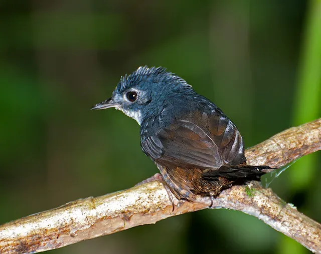 File:MACUQUINHO (Eleoscytalopus indigoticus).jpg