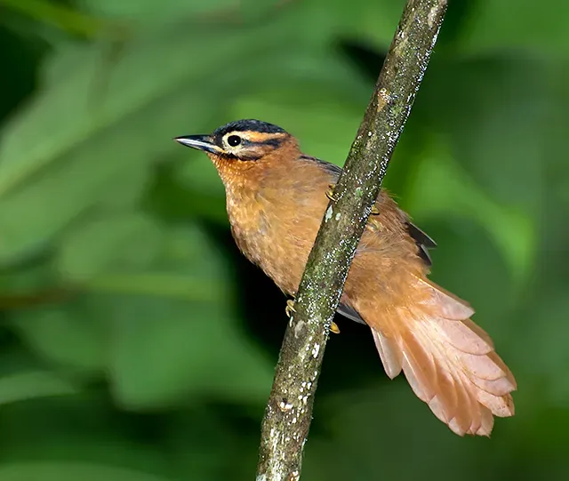 File:LIMPA-FOLHA-COROADO (Philydor atricapillus ).jpg