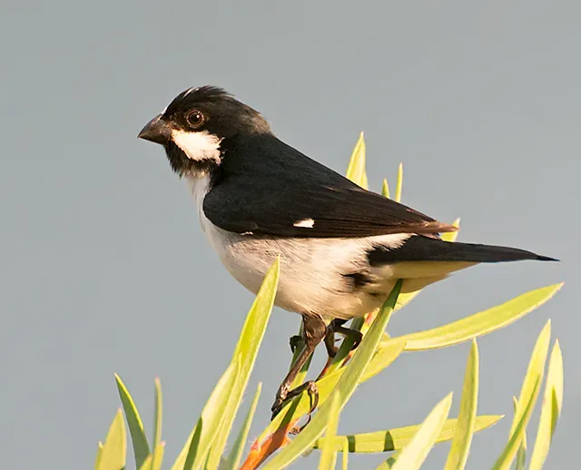File:BIGODINHO (Sporophila lineola ).jpg