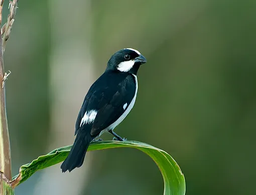 File:BIGODINHO (Sporophila lineola) - 2.jpg
