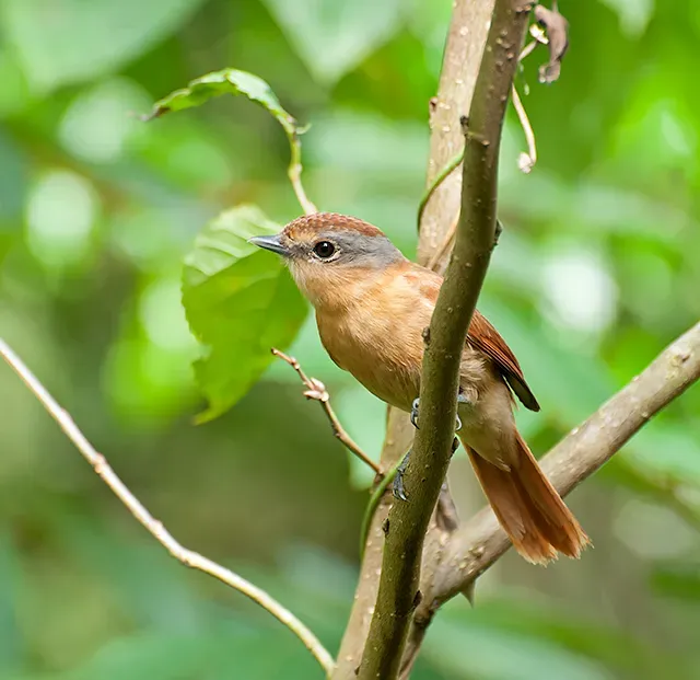 File:CANELEIRO (Pachyramphus castaneus).jpg