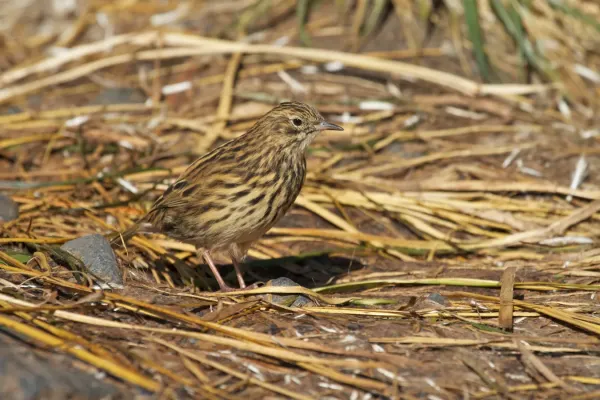 File:Anthus antarcticus -South Georgia, British overseas territory-8.jpg