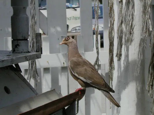 File:Patagioenas corensis -Curacao-8.jpg