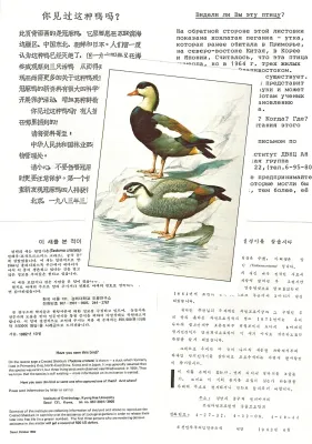 File:TADORNA CRISTATA SEARCH.jpg