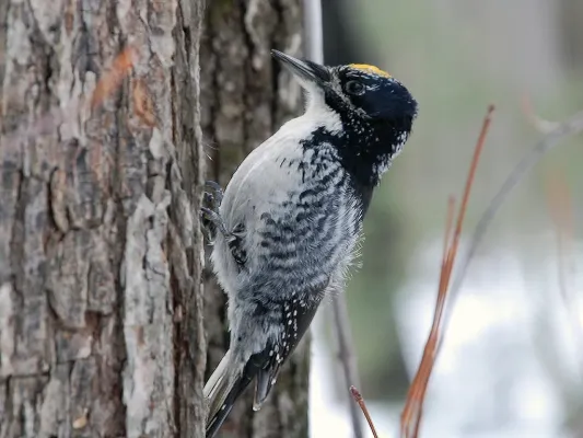 File:American Three-toed Woodpecker - Picoides dorsalis (Male).jpg