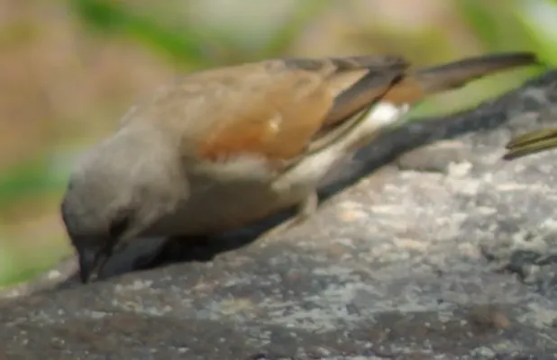 File:Passer suahelicus1.jpg