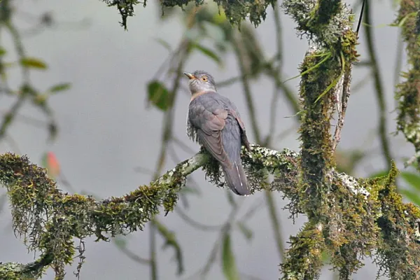 File:Cuculus saturatus Yongkola Bhutan 1.jpg