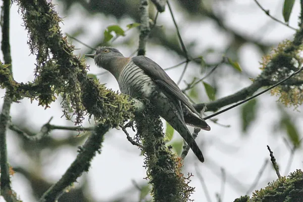 File:Cuculus saturatus Yongkola Bhutan 2.jpg
