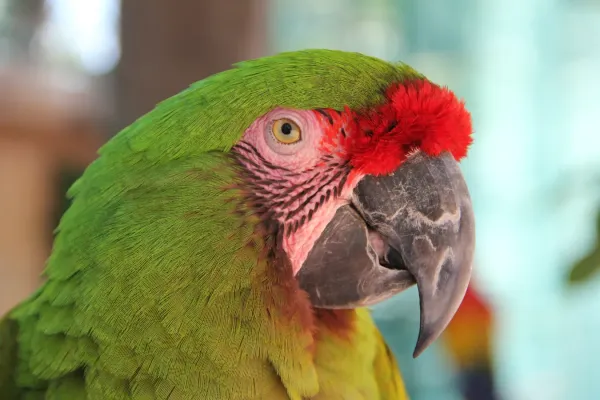 File:Ara ambiguus at Paradise Village Resort.jpg