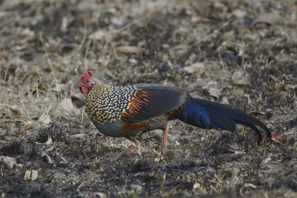 File:Gallus sonneratii (Bandipur).jpg