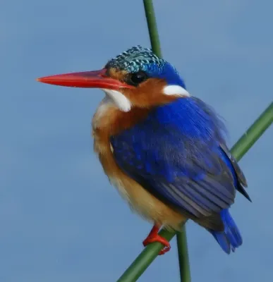 File:Corythornis cristatus 1b.jpg