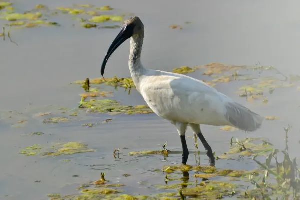 File:Black-headed Ibis (Threskiornis melanocephalus) in Tirunelveli.jpg