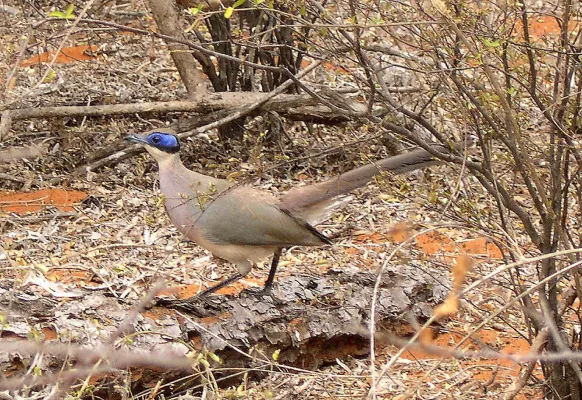 File:Coua ruficeps olivaceiceps Madagascar 1.jpg
