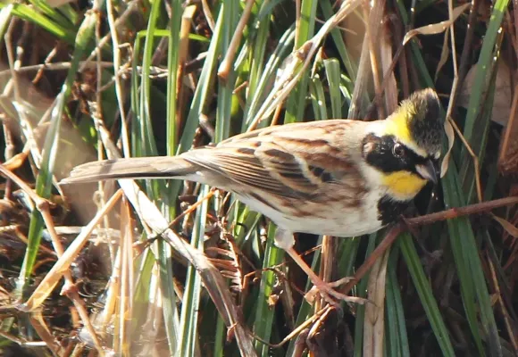 File:Emberiza elegans male s1.JPG