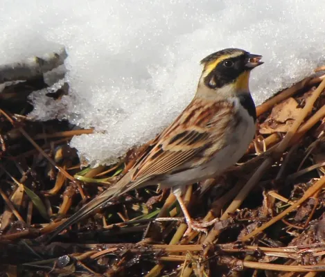 File:Emberiza elegans male s2.JPG