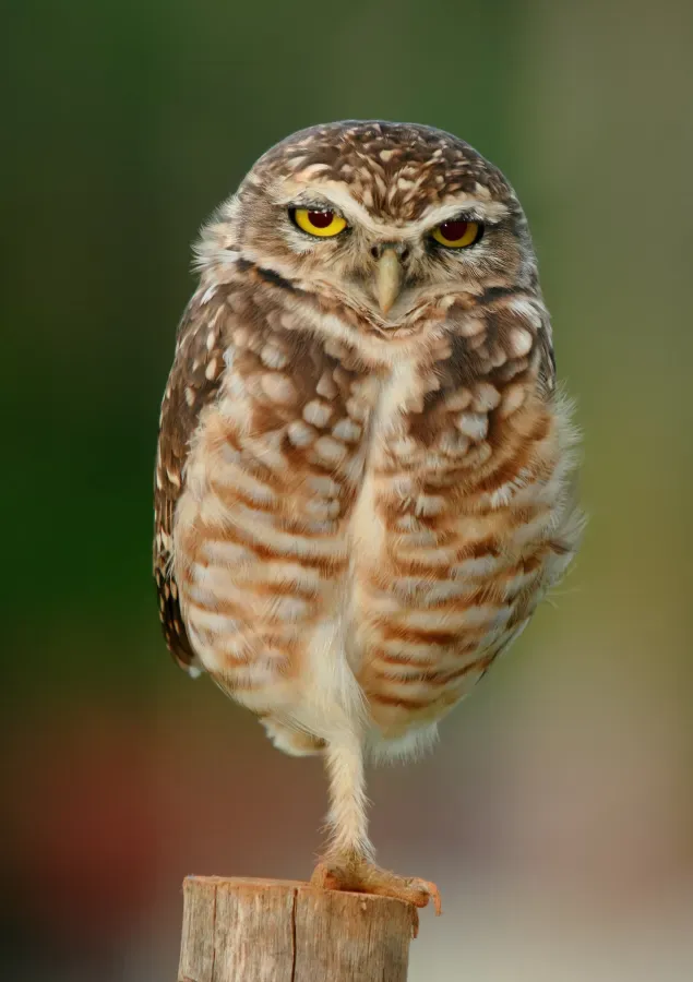 File:Athene cunicularia -near Goiania, Goias, Brazil-8 edit.jpg