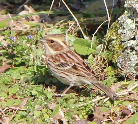 File:Emberiza elegans female s4.JPG