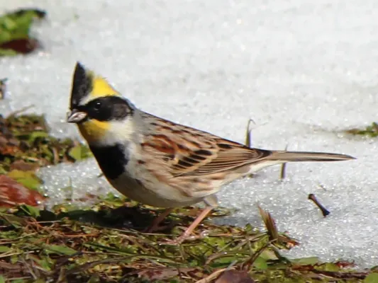 File:Emberiza elegans male s4.JPG