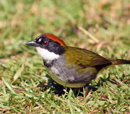 File:Chestnut-capped brushfinch (Arremon brunneinucha elsae).jpg