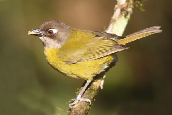 File:Common bush tanager (Chlorospingus flavopectus regionalis).jpg