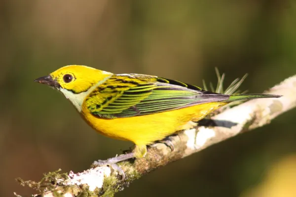 File:Silver-throated tanager (Tangara icterocephala).jpg