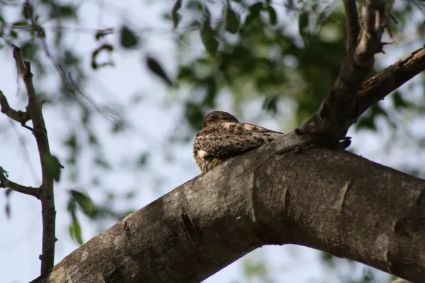 File:Antillean Nighthawk (Chordeiles gundlachii); Cabo Rojo National Wildlife Refuge, Puerto Rico.JPG