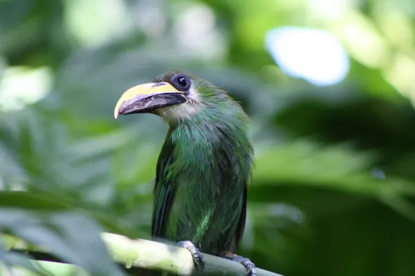 File:Emerald Toucanet, Aulacorhynchus prasinus; head shot, Moody Gardens Rainforest Pyramid, Galveston TX.JPG