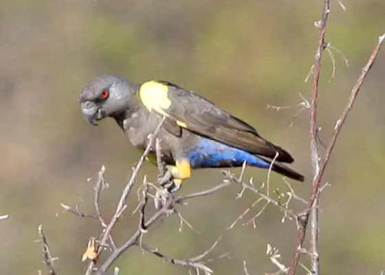 File:Poicephalus rueppellii -Hobatere Lodge, Kamanjab, Namibia-8.jpg