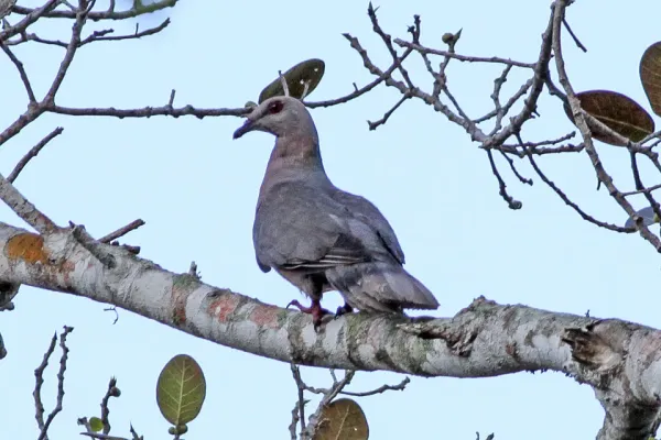 File:Patagioenas caribaea -Cockpit Country, Jamaica-8.jpg