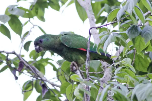 File:Amazona agilis -Cockpit Country, Jamaica-8.jpg
