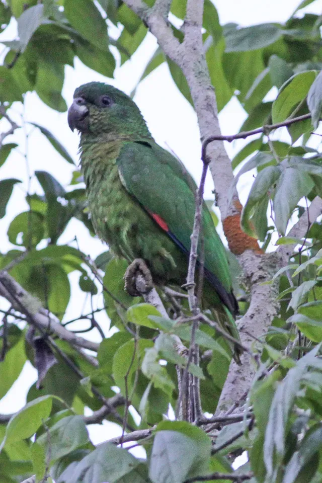 File:Amazona agilis -Cockpit Country, Jamaica-8 (1).jpg