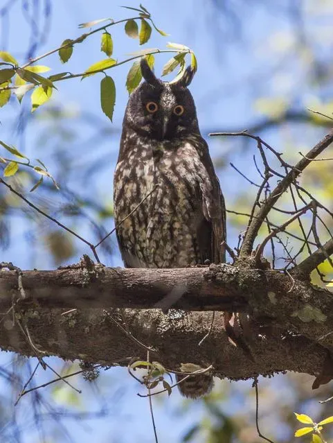 File:Stygian Owl (Asio stygius).jpg