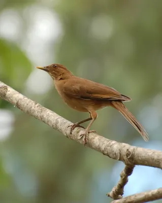 File:Turdus grayi -Garita, Alajuela, Costa Rica-8.jpg