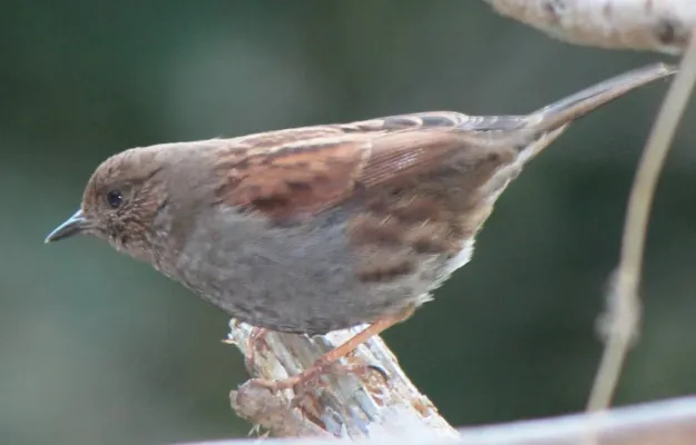 File:Prunella rubida on tree.JPG